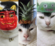 Somerset Level_Stream