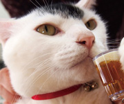 Somerset Level_Stream