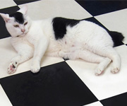 Somerset Level_Stream